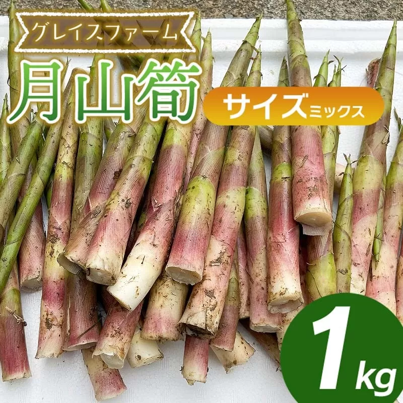 【令和8年産先行予約】月山筍 ミックスサイズ 1kg　山形県鶴岡産　グレイスファーム