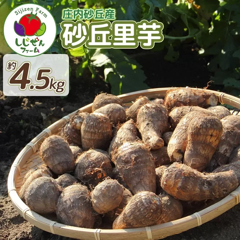 【令和7年産先行予約】　庄内砂丘産　砂丘里芋　約4.5Kg　しじぜんファーム