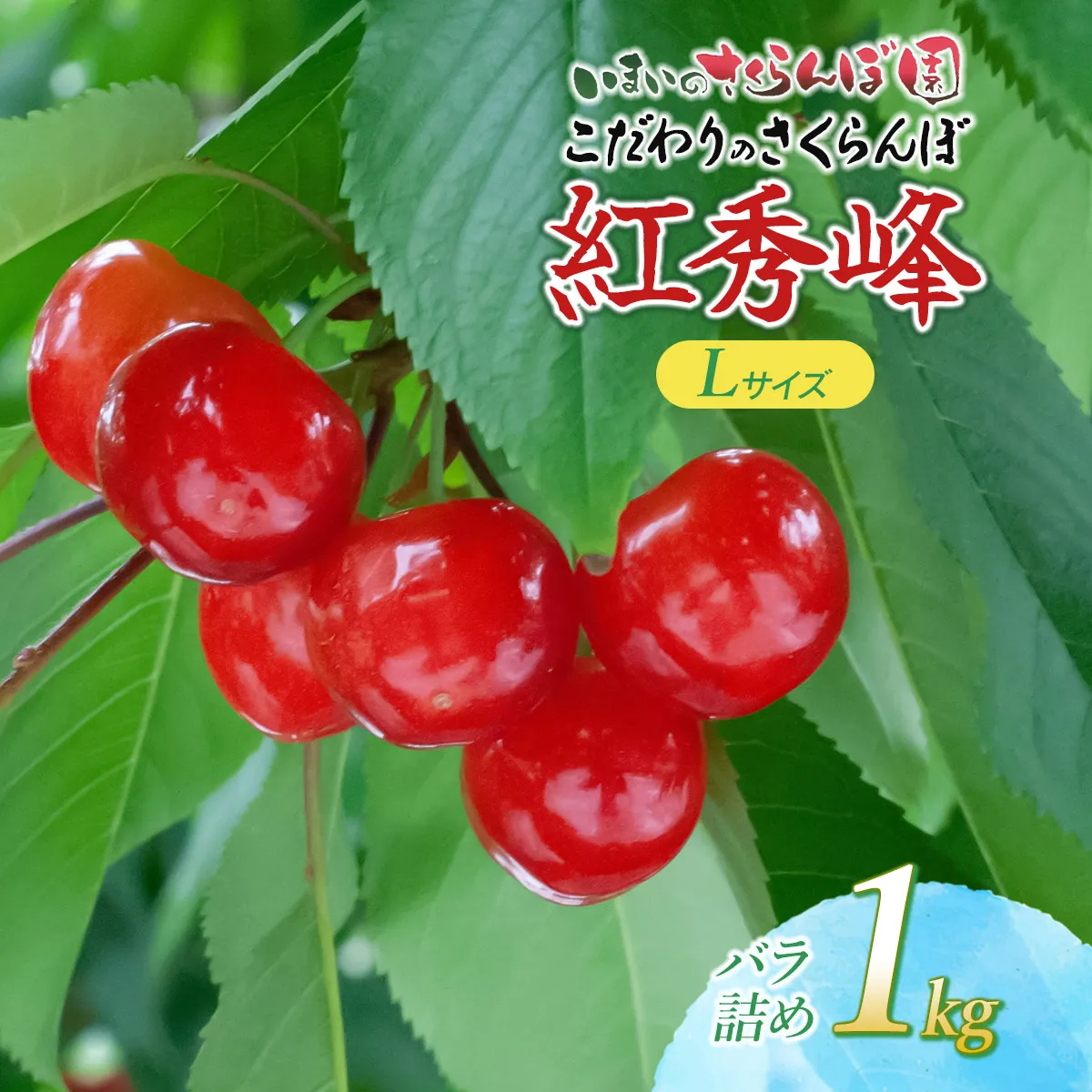 【令和9年産先行予約】 こだわりのさくらんぼ 「紅秀峰」 Lサイズ以上 バラ詰め 1kg(500g×2) いまいのさくらんぼ園 K-966