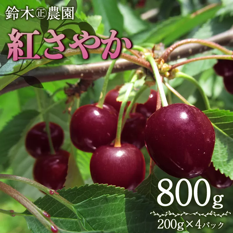 【令和7年産 先行予約】 さくらんぼ 紅さやか M～Lサイズ混合 バラ詰め 800g (200g×4パック)　鈴木正農園
