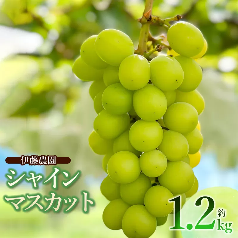 【令和7年産先行予約】 シャインマスカット 約1.2kg (2房) 山形県鶴岡市 伊藤農園