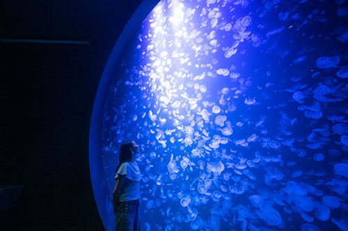 加茂水族館（クラゲドリーム館）