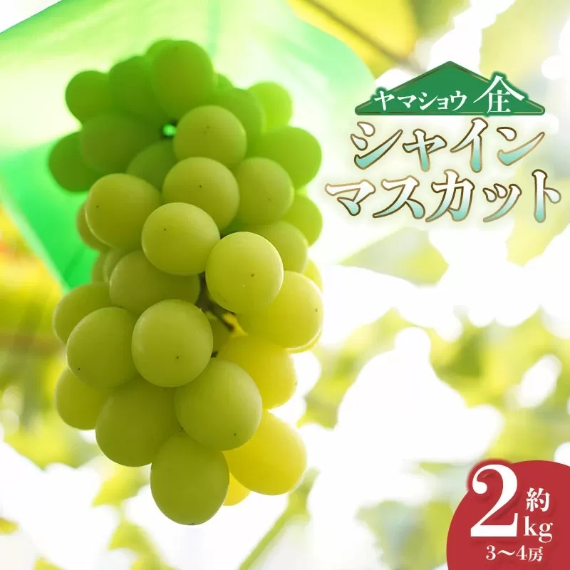 【令和8年産先行予約】シャインマスカット 約2kg (3~4房) 山形県鶴岡市産 ヤマショウ