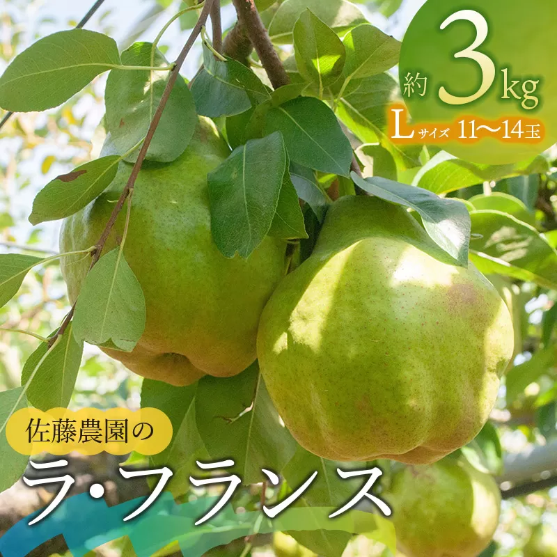 【令和7年産】 ラ・フランス Lサイズ 約3kg(11～14玉) 山形県鶴岡市産　佐藤農園