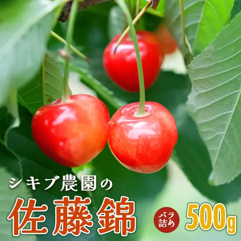 【令和7年産先行予約】 佐藤錦 バラ詰め(M〜Lサイズ混合) 500g 山形県鶴岡産　シキブ農園　K-732