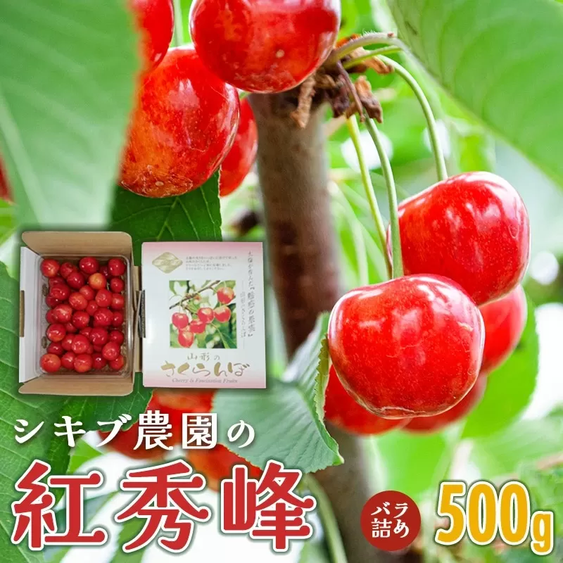 【令和7年産先行予約】 紅秀峰 バラ詰め Lサイズ 500g 山形県鶴岡産　シキブ農園　K-732