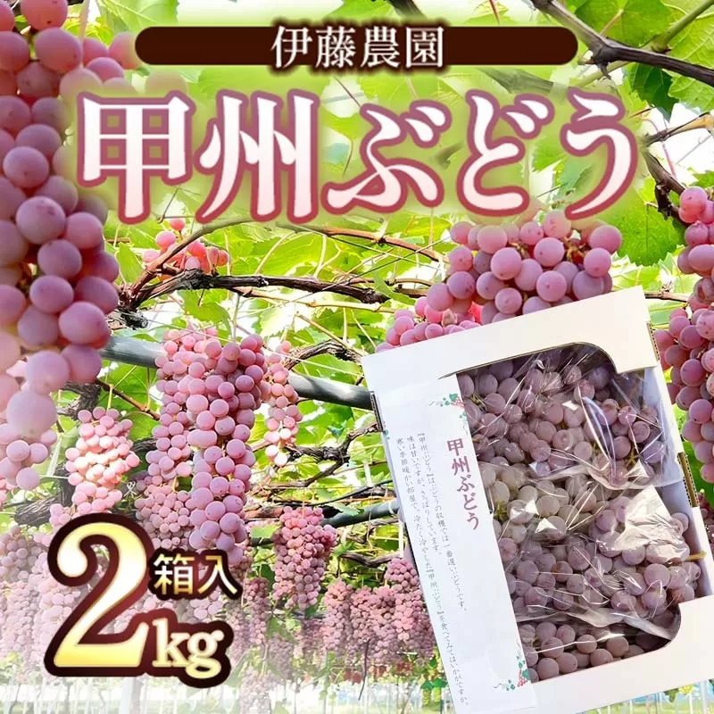 【令和7年産】 甲州ぶどう 2kg箱入（4～6房） 山形県鶴岡産　伊藤農園