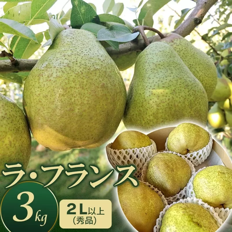 【令和7年産 先行予約】ラ・フランス　約3kg　2L以上（秀品）　庄内産直センター
