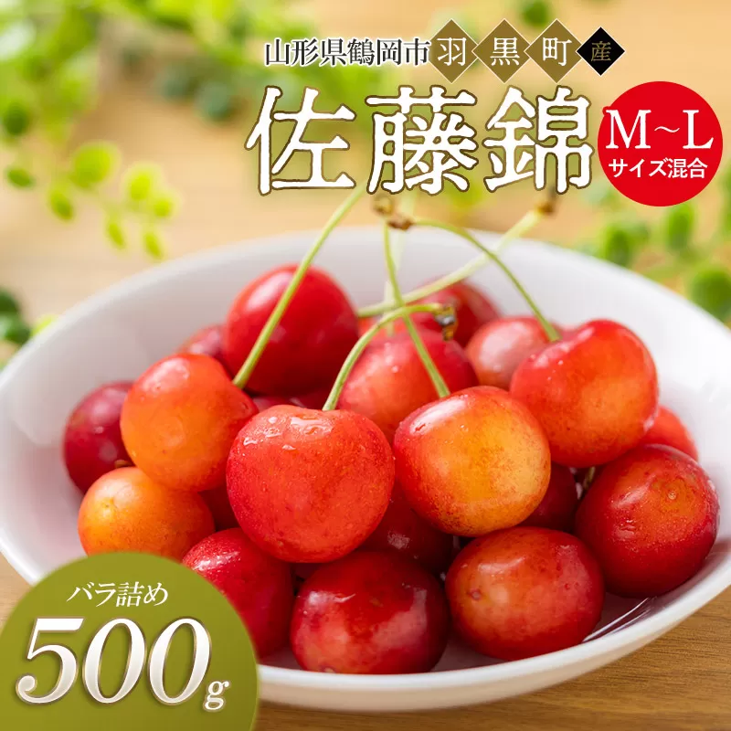 【令和8年産先行予約】さくらんぼ 佐藤錦 M~Lサイズ混合 バラ詰め 500g 庄内さくらんぼ園
