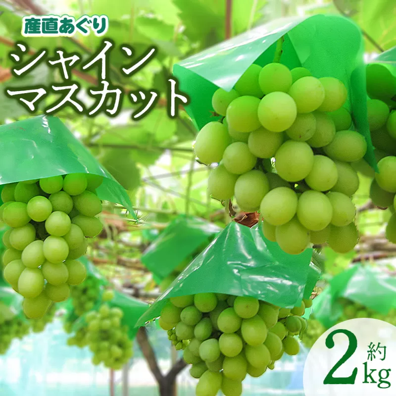 【令和8年産先行予約】 シャインマスカット 約2kg 山形県鶴岡産　産直あぐり　K-855