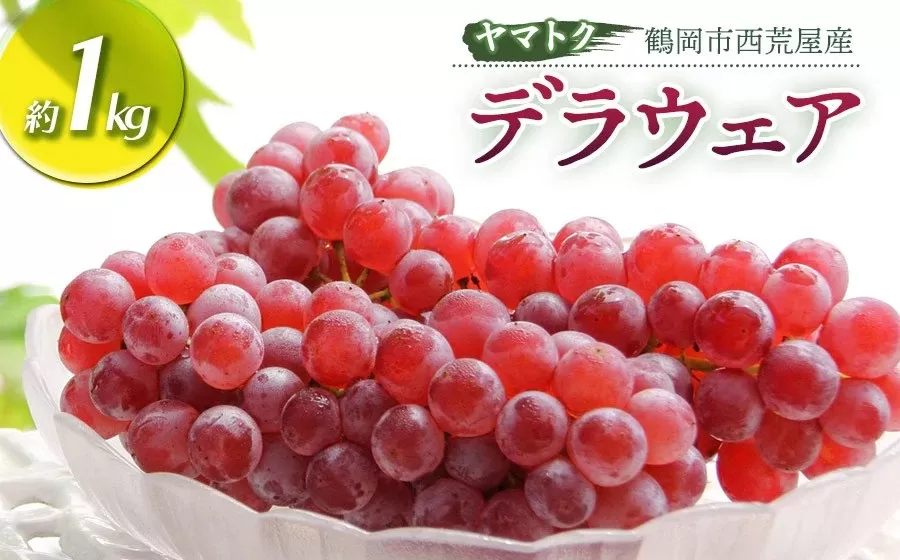 【令和8年産先行予約】 デラウェア 約1kg(5~6房) 山形県鶴岡市産 ヤマトク