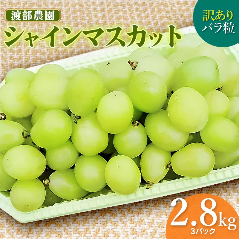 【令和8年産先行予約】【訳あり】 バラ粒 シャインマスカット 約2.8kg以上（3パック)　山形県鶴岡市　渡部農園