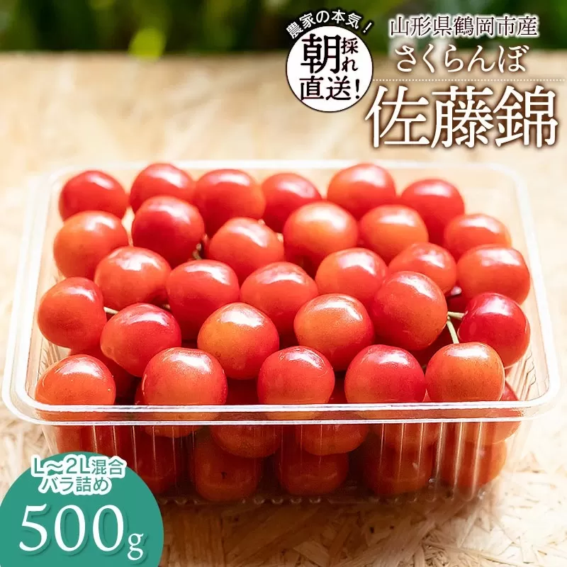 【令和7年産先行予約】 鶴岡市産 佐藤錦 L～2Lサイズ混合 バラ詰め 500g さくらんぼ　大膳農園