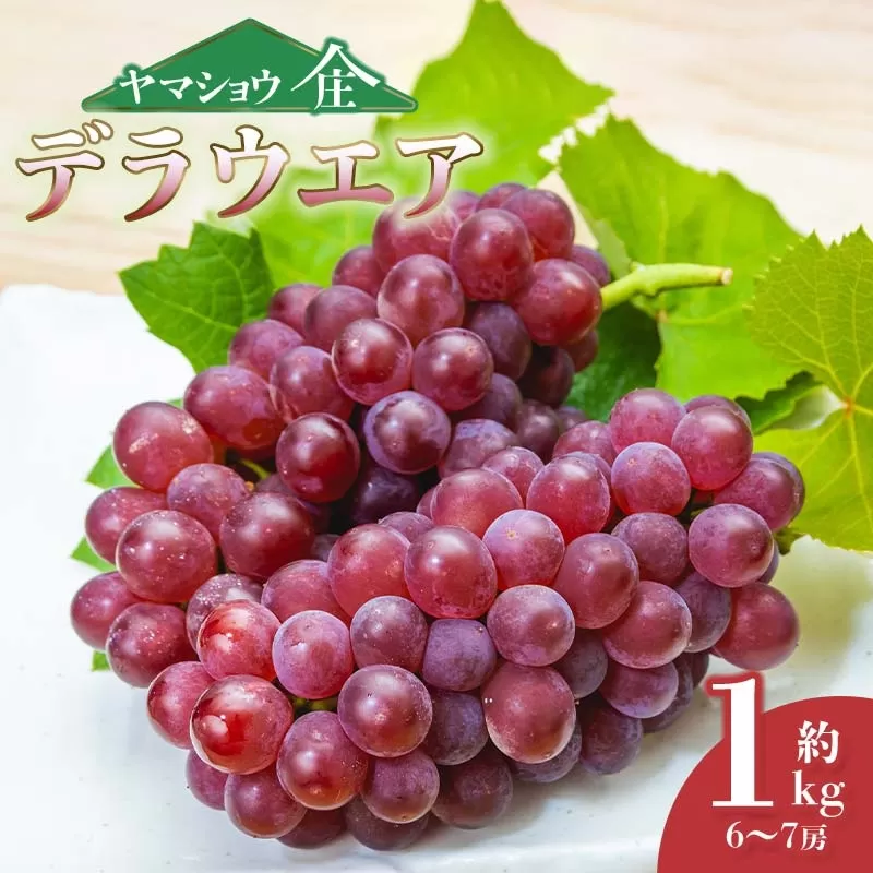 【令和8年産先行予約】デラウェア 約1kg (6～7房) 山形県鶴岡市産 ヤマショウ