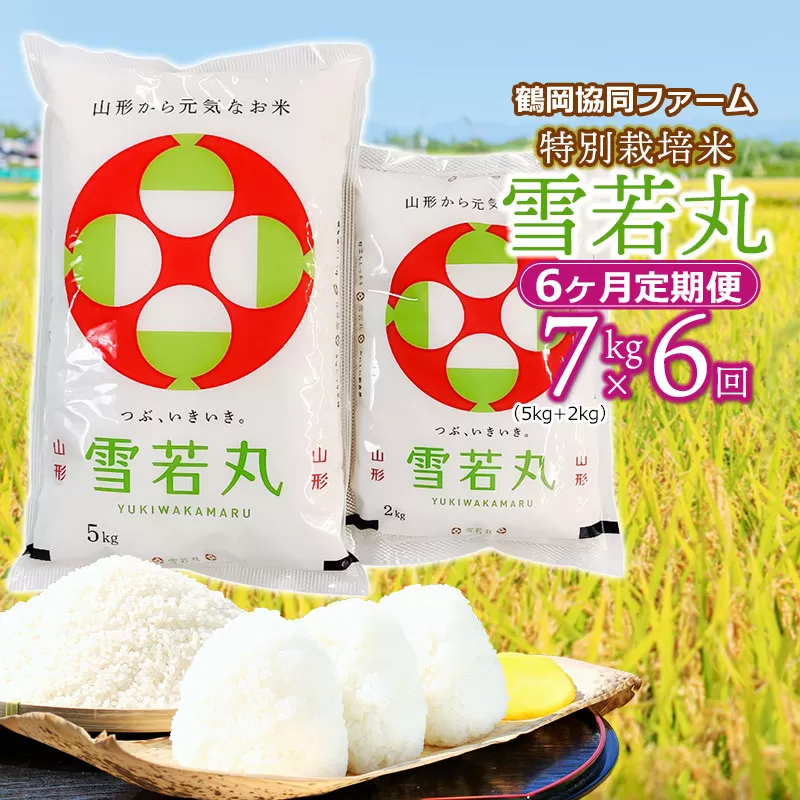 【令和7年産先行予約】 特別栽培米雪若丸 7kg (5kg+2kg) ×6ヶ月【定期便】 山形県鶴岡産　鶴岡協同ファーム