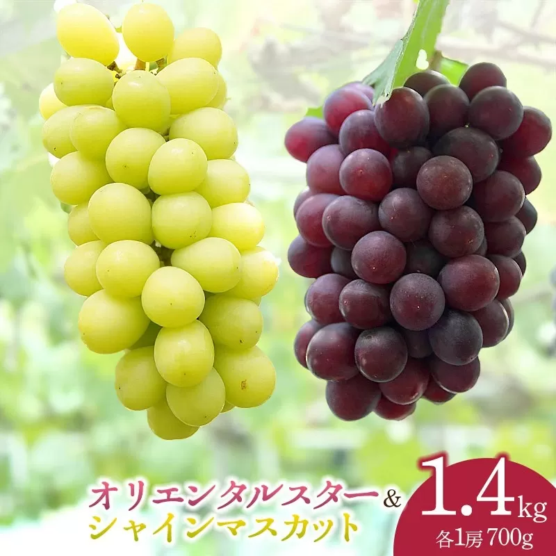 【令和7年産 先行予約】シャインマスカット＆オリエンタルスター 700g各1房 合計1.4kg　カラフルぶどう園
