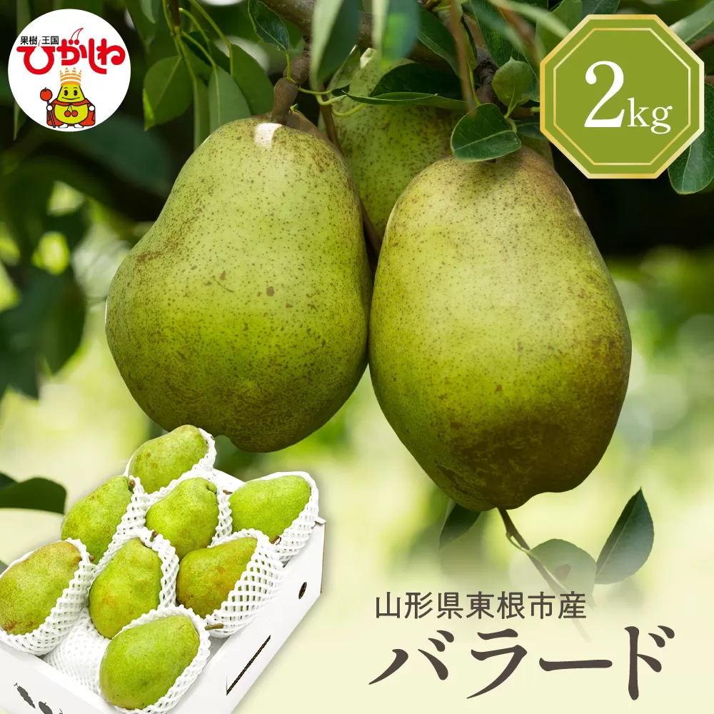 【令和7年産 先行予約】西洋梨バラード2kg 山形県 東根市 東根農産センター提供 hi027-191-1