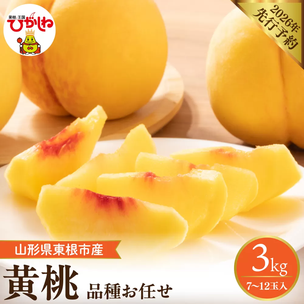 【2026年産先行予約】　採れたて黄桃(品種お任せ) 約3kg (7～12玉)晴天畑提供 山形県 東根市 hi026-057