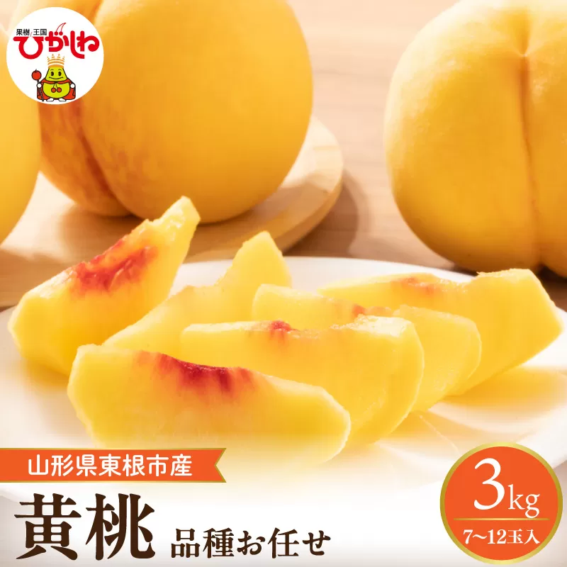 【2026年産】　採れたて黄桃(品種お任せ) 約3kg (7～12玉)晴天畑提供 山形県 東根市 hi026-057