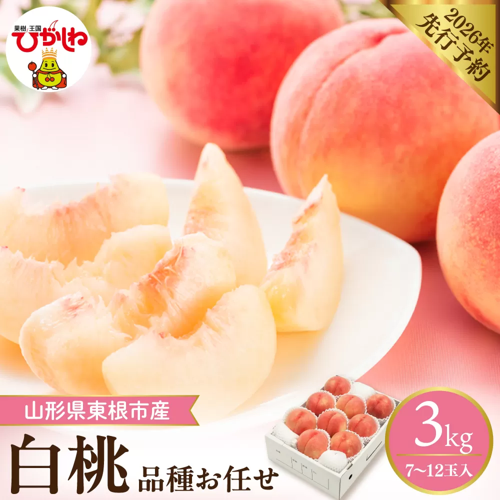 【2026年産先行予約】 採れたて白桃(品種お任せ) 約3kg (7～12玉) 山形県 東根市　hi026-055