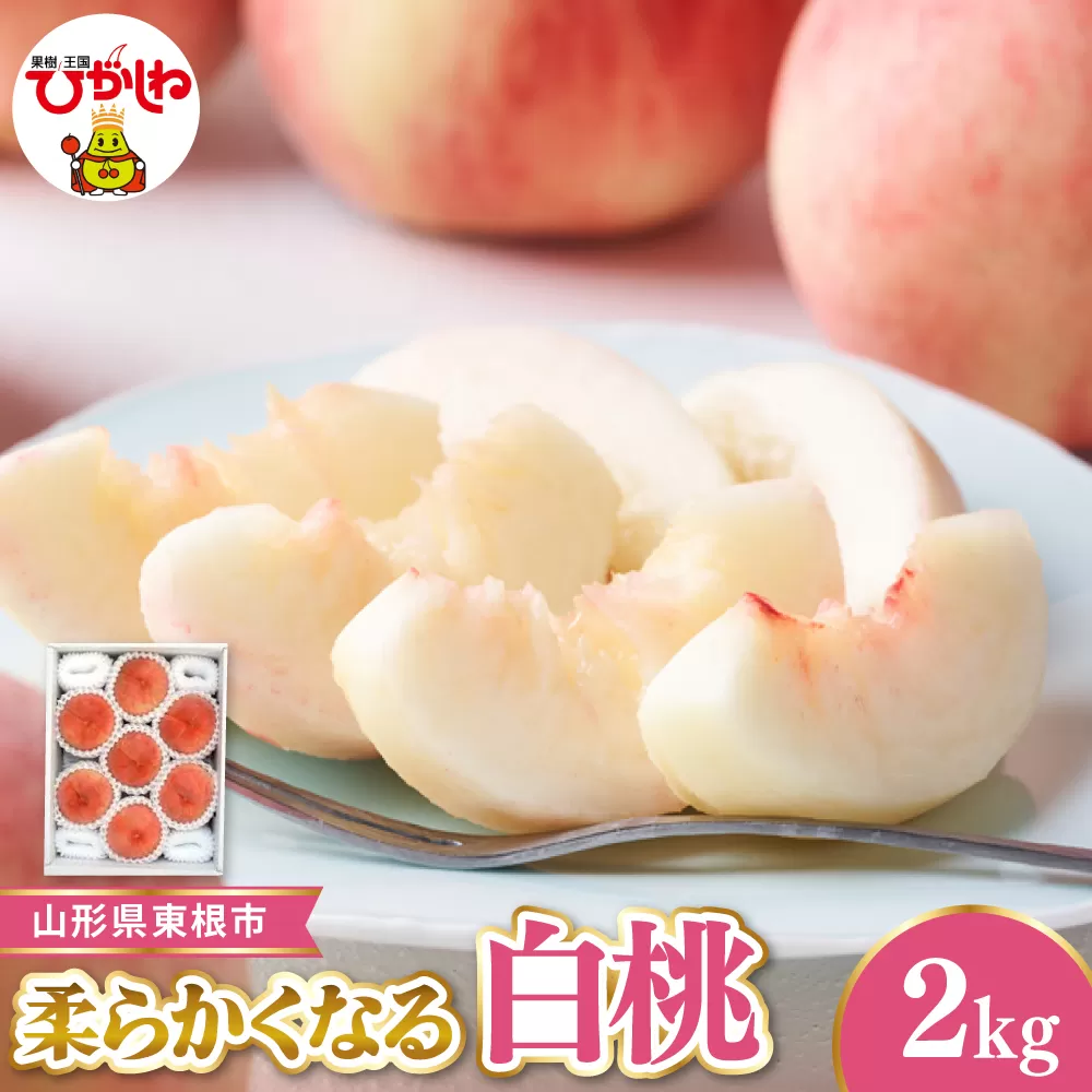 【令和8年産先行受付】 東根市産白桃　秀品 柔らかくなる桃 約2kg ベジフルひがしね 山形県 東根市 hi104-004