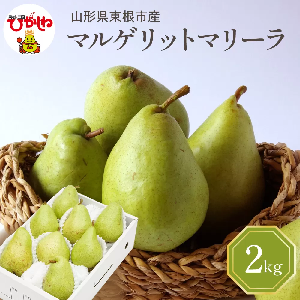 【令和7年産 先行予約】西洋梨マルゲリットマリーラ2kg 山形県 東根市 東根農産センター提供 hi027-189-1