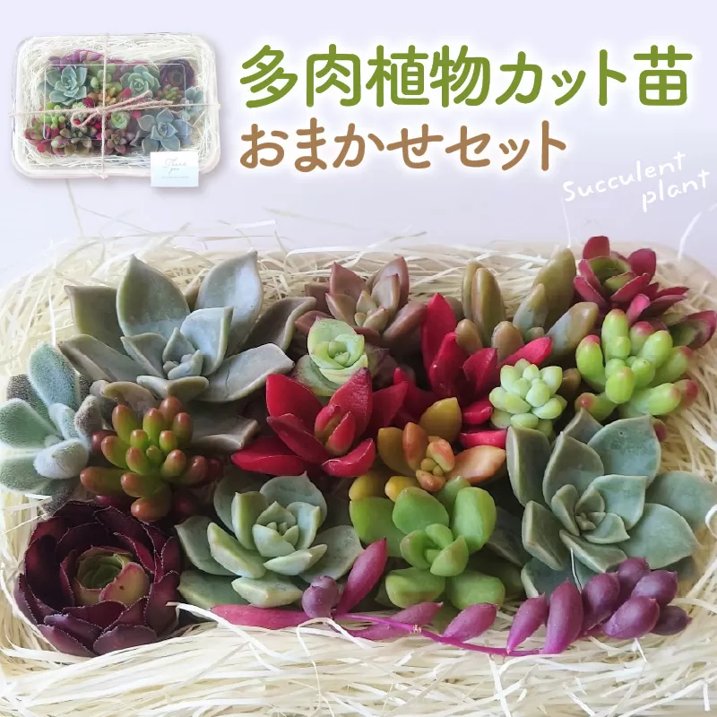 多肉植物カット苗おまかせセット 山形県 東根市 hi101-001