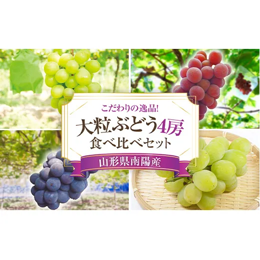 【令和8年産先行予約】 大粒ぶどう 食べ比べセット おまかせ4房 《令和8年9月上旬～発送》 『うえ木ぶどう園』 葡萄 ブドウ 果物 フルーツ デザート 食べ比べ 山形県 南陽市 [675]