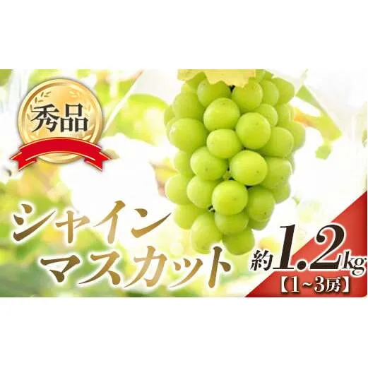 【令和8年産先行予約】 シャインマスカット 約1.2kg (1～3房 秀) 《令和8年9月下旬～11月中旬発送》 『フードシステムズ』 マスカット 葡萄 ぶどう 果物 山形県 南陽市 [902]