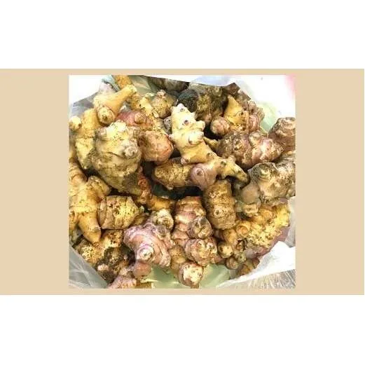 生 菊芋 2kg 《令和7年11月上旬～発送》 『漆山果樹園』 山形県 南陽市 [852]