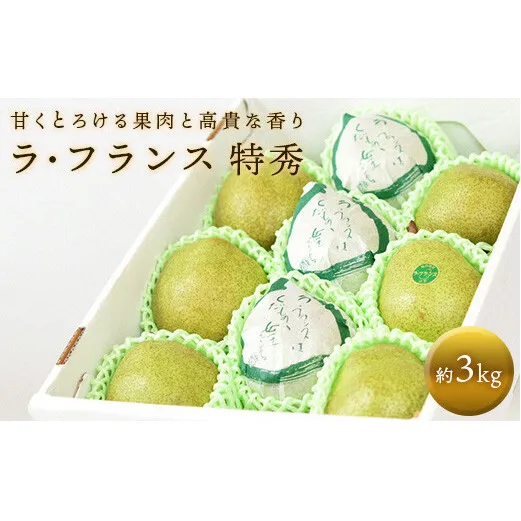 【令和7年産先行予約】 十三代目 佐藤市右衛門 ラ・フランス 約3kg (7～10玉 特秀 3～6L) 《令和7年11月上旬～発送》 『旬の果実 佐藤市右衛門農園』 山形県 南陽市 [677]