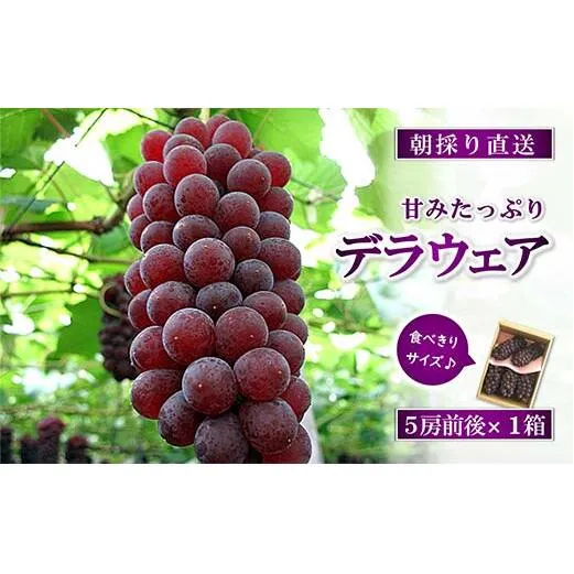 【令和8年産先行予約】 朝どりデラウェア 1箱 (5房前後入り) 《令和8年7月中旬～発送》 『漆山果樹園』 葡萄 ぶどう ブドウ 種なし 新鮮 果物 フルーツ デザート 山形県 南陽市 [660]