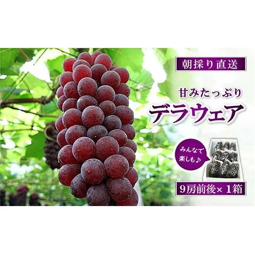 【令和8年産先行予約】 朝どりデラウェア 1箱 (9房前後入り) 《令和8年7月中旬～発送》 『漆山果樹園』 葡萄 ぶどう ブドウ 種なし 新鮮 果物 フルーツ デザート 山形県 南陽市 [661]