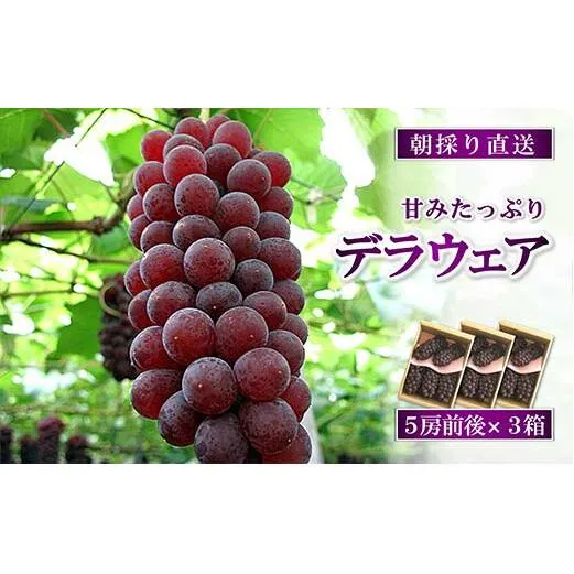 【令和7年産先行予約】 朝どりデラウェア 3箱 (1箱5房前後入り) 《令和7年7月中旬～発送》 『漆山果樹園』 葡萄 ぶどう ブドウ 種なし 新鮮 フルーツ デザート 山形県 南陽市 [703]