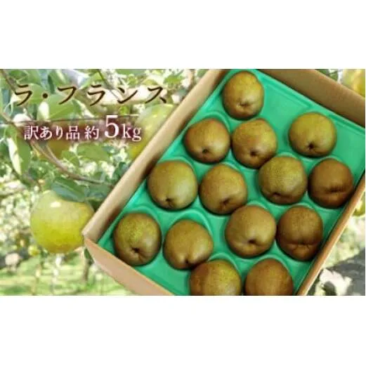 【令和7年産先行予約】 〈訳あり品 家庭用〉 ラ・フランス 約5kg (10～18玉 中～大玉) 《令和7年11月上旬～発送》 『旬の果実 佐藤市右衛門農園』 山形県 南陽市 [1047]