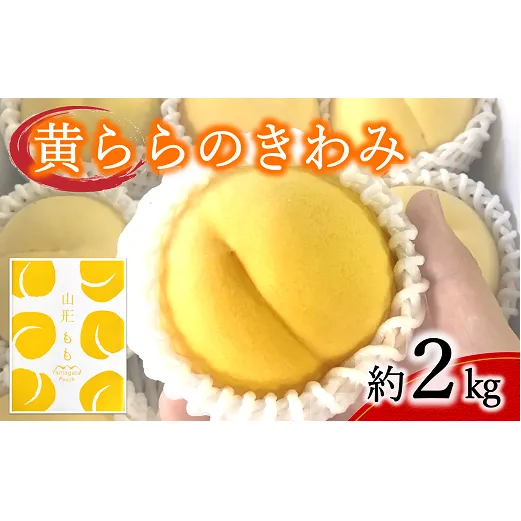 【令和7年産先行予約】 黄桃 「黄ららのきわみ」 約2kg (6～9玉) 《令和7年9月中旬～発送》 『南陽中央青果市場』 桃 もも 果物 フルーツ デザート 山形県 南陽市 [1044]