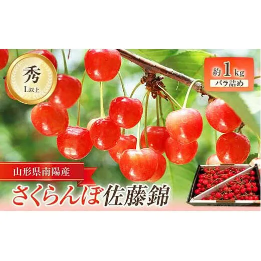 【令和7年産先行予約】 さくらんぼ 「佐藤錦」 約1kg (秀 L以上) バラ詰め 《令和7年6月中旬～発送》 『田口農園』  サクランボ 果物 フルーツ 産地直送 山形県 南陽市 [1129]