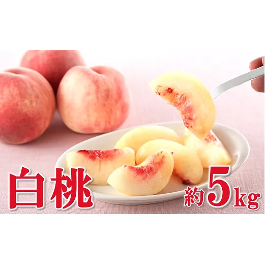 【令和7年産先行予約】 白桃 約5kg (8～22玉 秀) 《令和7年8月上旬～9月下旬発送》 『フードシステムズ』 モモ 果物 フルーツ 山形県 南陽市 [1386]