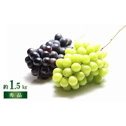 【令和8年産先行予約】 シャインマスカット ＆ ピオーネ 計約1.5kg (2～4房 秀) 《令和8年9月下旬～10月下旬発送》 『フードシステムズ』 マスカット 葡萄 山形県 南陽市 [1389]