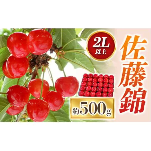 【令和7年産先行予約】 さくらんぼ 「佐藤錦」 約500g (秀 2L以上) パック詰め 《令和7年6月中旬～発送》 『田口農園』 サクランボ 果物 フルーツ 産地直送 山形県 南陽市 [1398]