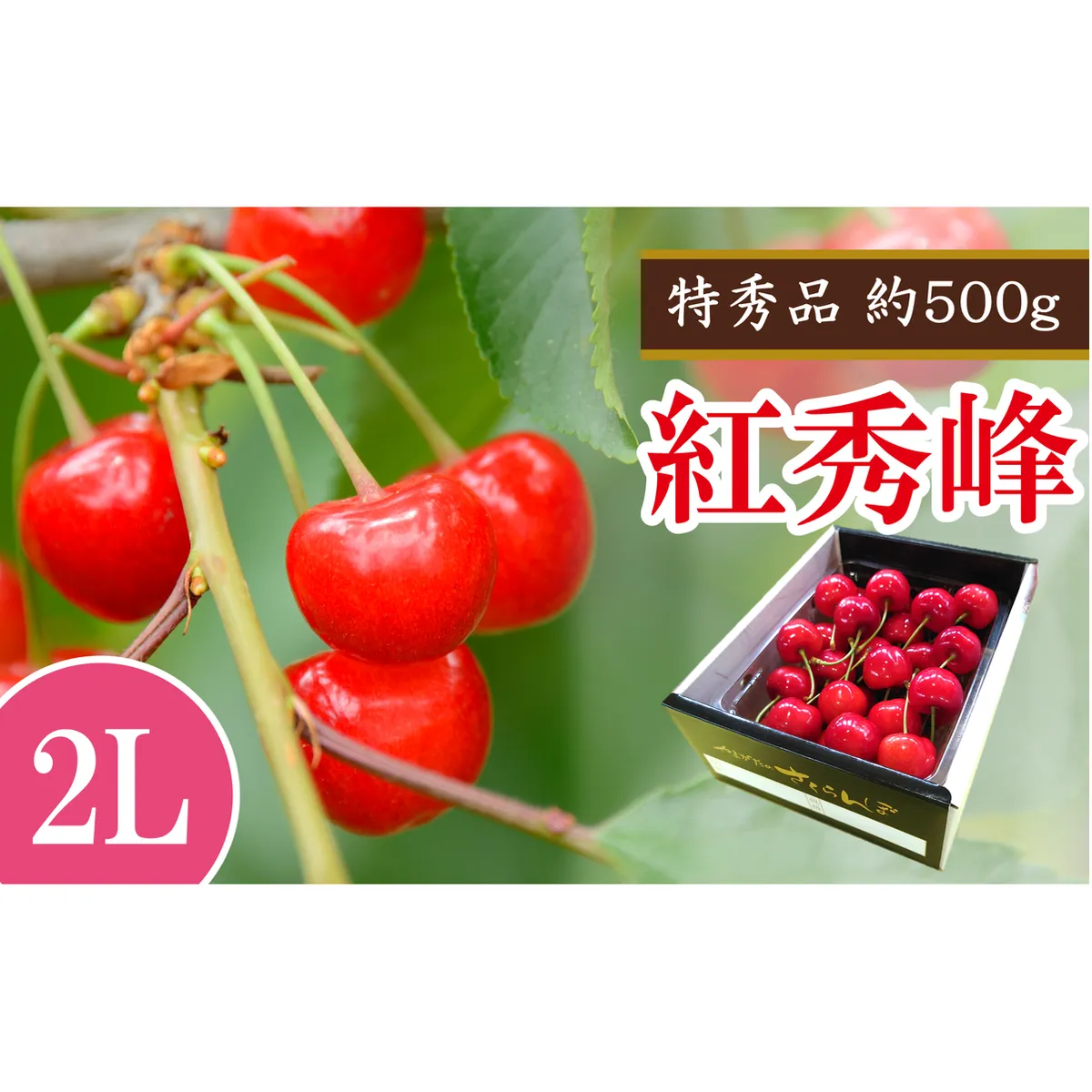 【令和7年産先行予約】 さくらんぼ 「紅秀峰」 約500g (特秀 2L) 《令和7年6月下旬～発送》 『マルエ青果』 先行予約 サクランボ 果物 フルーツ 山形県 南陽市 [1406]