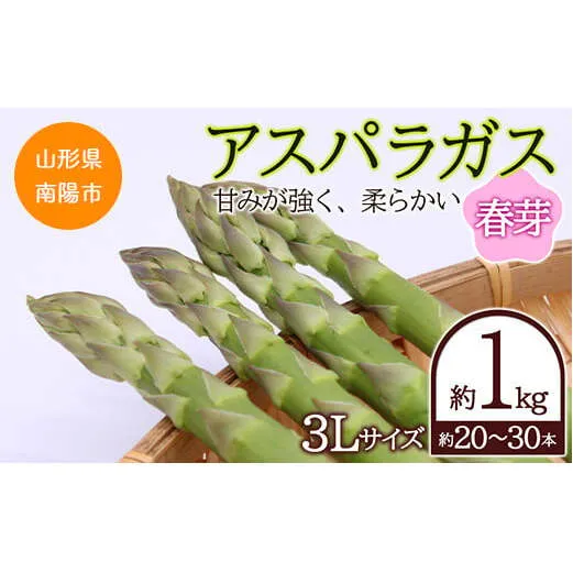 【令和8年産先行予約】 アスパラガス (春芽) 約1kg (3Lサイズ 約20～30本前後) 《令和8年5月～発送》 『生産者 吉田 太一』 山形南陽産 農家直送 山形県 南陽市 [1526]