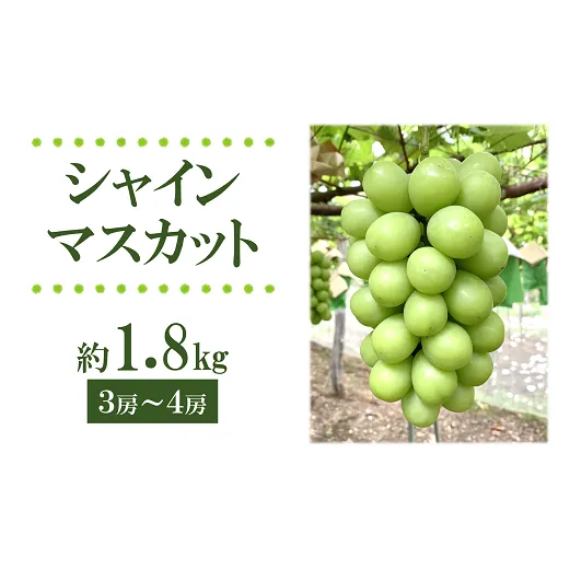 【令和8年産先行予約】 シャインマスカット 1.8kg以上 (3～4房 秀) 《令和8年9月上旬～発送》 『フナヤマ農園』 マスカット ぶどう 果物 フルーツ デザート 山形県 南陽市 [1628]