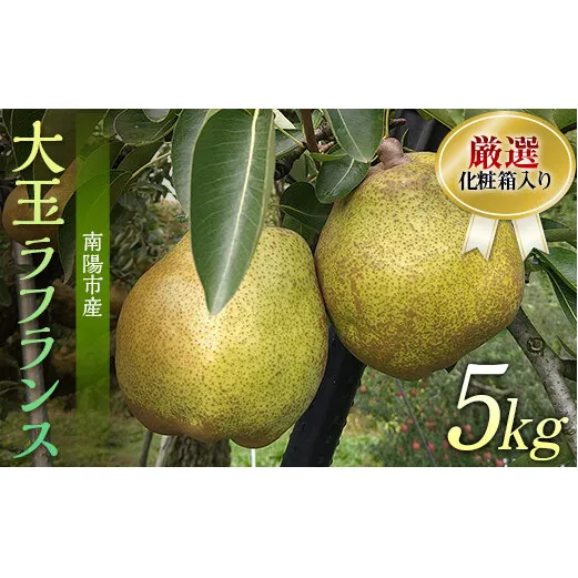 【令和8年産先行予約】 厳選！！大玉ラ・フランス 約5kg (10～14玉 4～6L) 化粧箱入り 《令和8年11月上旬～発送》 『船中農園』 ラフランス 西洋梨 洋なし 果物 フルーツ デザート 山形県 南陽市 [953]