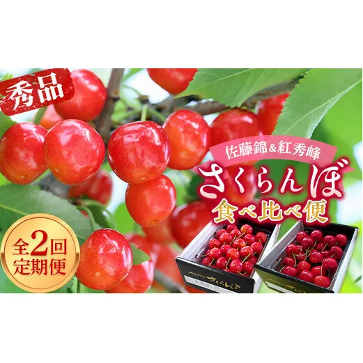 【令和7年産先行予約】 《定期便2回》 さくらんぼ食べ比べ定期便 「佐藤錦・紅秀峰」 各500g (秀品) 『マルエ青果』 果物 くだもの フルーツ 山形県 南陽市 [1888]
