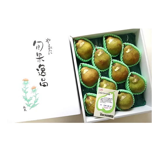 【令和6年産先行予約】 大玉 シルバーベル 約5kg (8～10玉 秀) 《令和6年12月中旬～発送》 『長谷部農園』 洋梨 果物 フルーツ 産地直送 生産農家直送 山形県 南陽市 [1162]