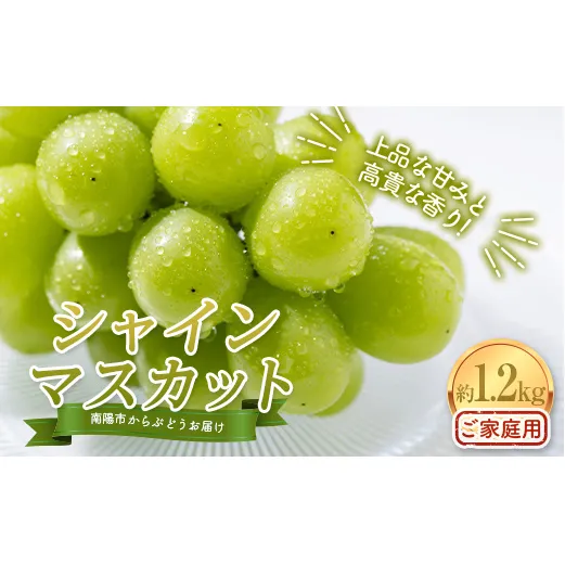 【令和7年産先行予約】〈家庭用〉 シャインマスカット 約1.2kg (2～3房) 《令和7年10月上旬～発送》 『紺野農園』 山形県 南陽市 [1914]