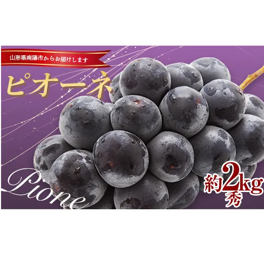 黒系大粒ぶどう 「ピオーネ」 約2kg (2～4房 秀)《令和5年9月中旬～発送》『生産者 高橋 利和』ぶどう ブドウ 山形県 南陽市 [1919]