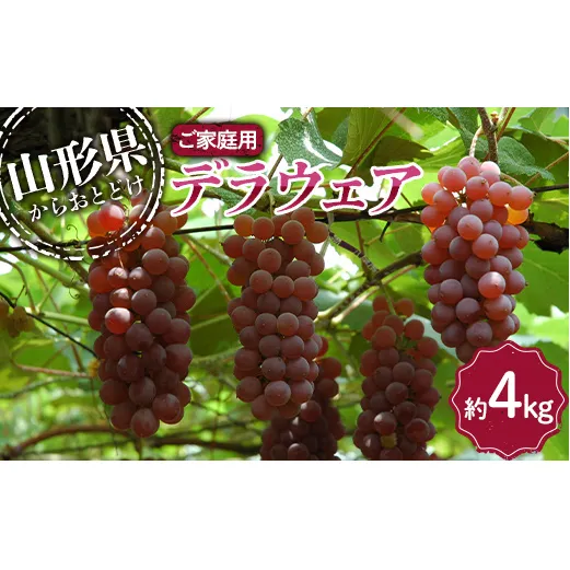 【令和7年産先行予約】 〈訳あり品 家庭用〉 デラウェア 約4kg (18～32房) 《令和7年8月上旬～発送》 『沼沢農園』  デラウェア ぶどう 種なし 果物 訳あり フルーツ デザート 山形県 南陽市 [2077]