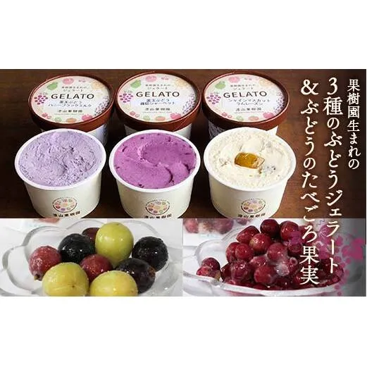 果樹園生まれの 「3種のぶどうジェラート ＆ ぶどうのたべごろ果実 (冷凍フルーツ)」セット 『漆山果樹園』 シャインマスカット ハニーブラック 藤稔 デラウェア 山形県 南陽市 [2353]